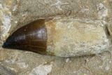 Two, Large, Rooted Mosasaur Teeth In Rock - Morocco #115783-3